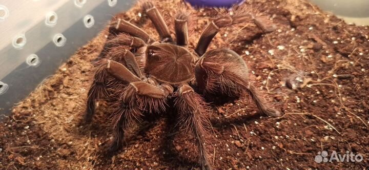 Паук птицеед Theraphosa blondi