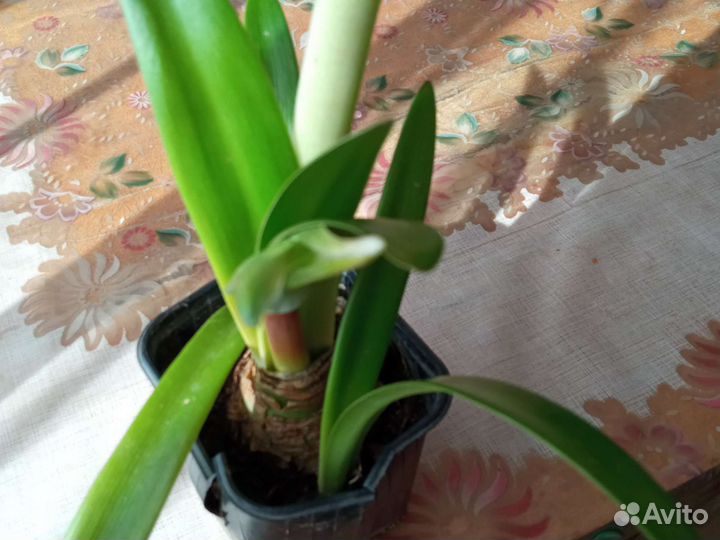 Гиппиаструм