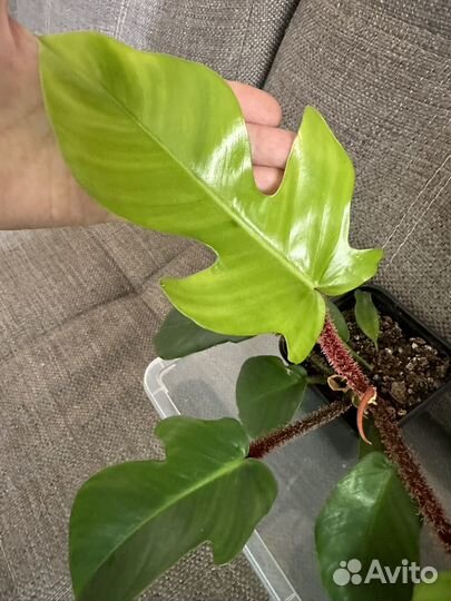 Филодендрон Чешуеносный