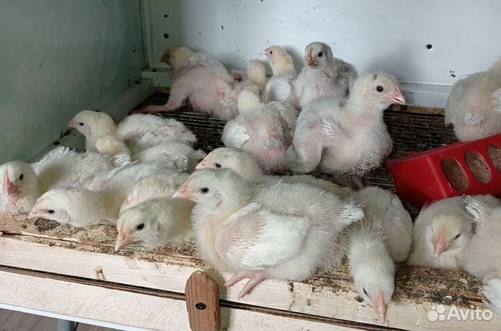 Цыплята бройлеры суточные и подрощенные