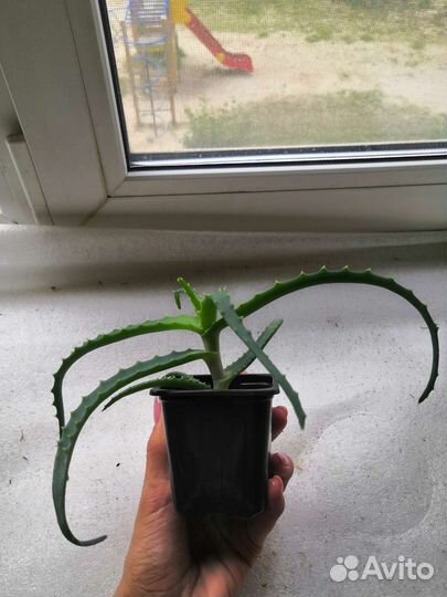 Алоэ столетник