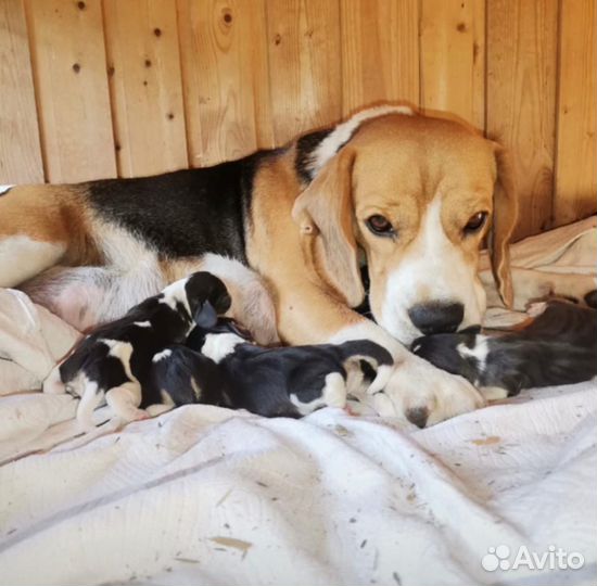 Щенки бигль