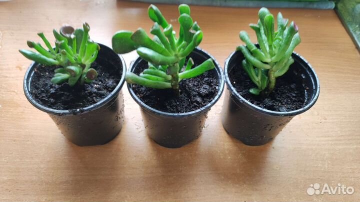 Излишки растений