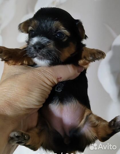 Йоркширский терьер