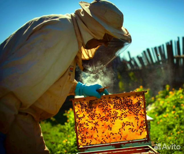 2024 Мёд натуральный алтайский оптом