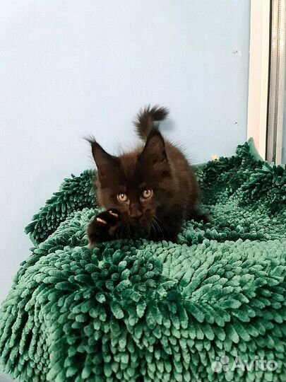 Мейн-кун уголёк