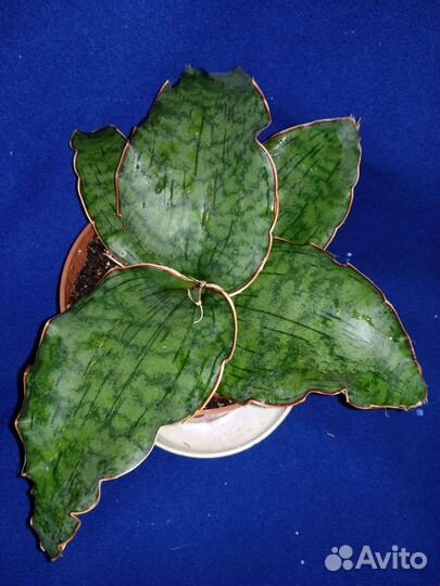 Сансивиерии сортовые