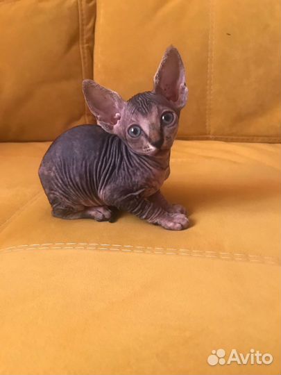 Котята канадский сфинкс