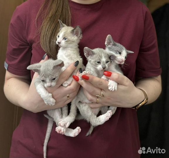 Котята сфинкс