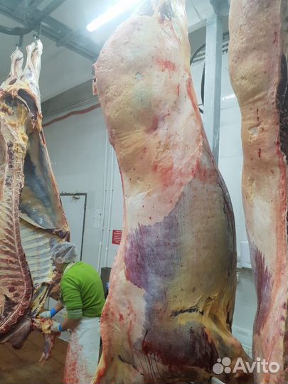 Продам мясо конина