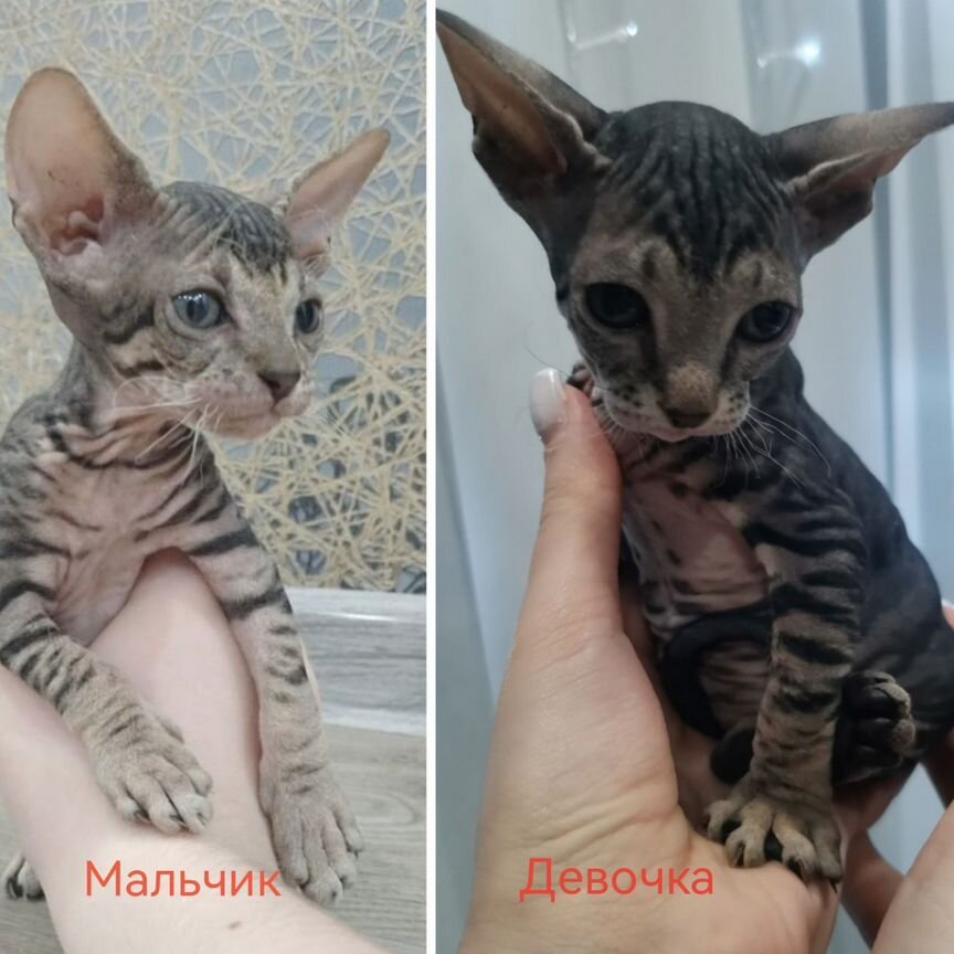 Котята сфинкс