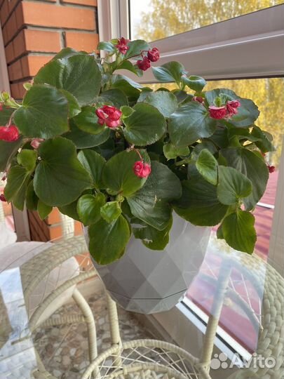 Бегония вечноцветущая красная