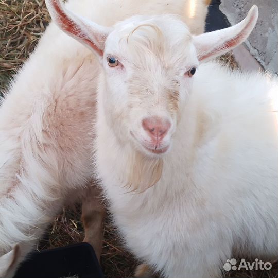 Козел и коза