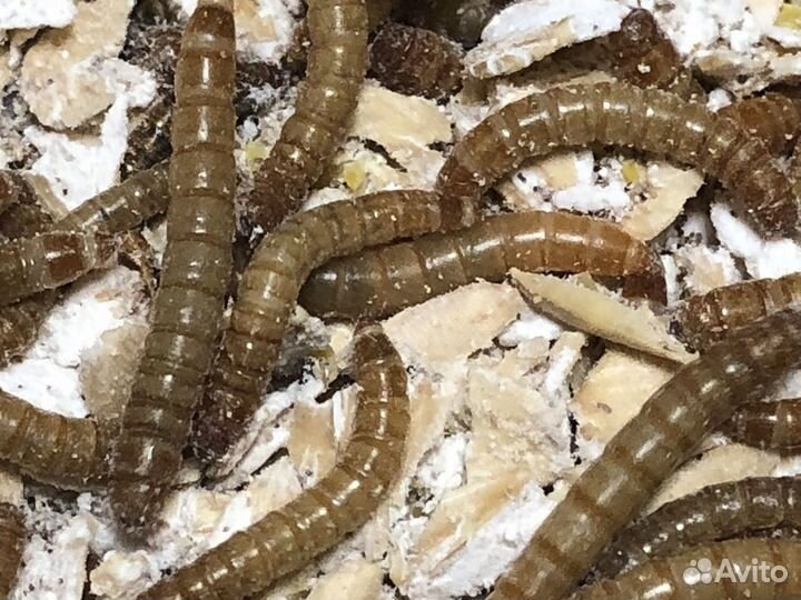 Мучные черви