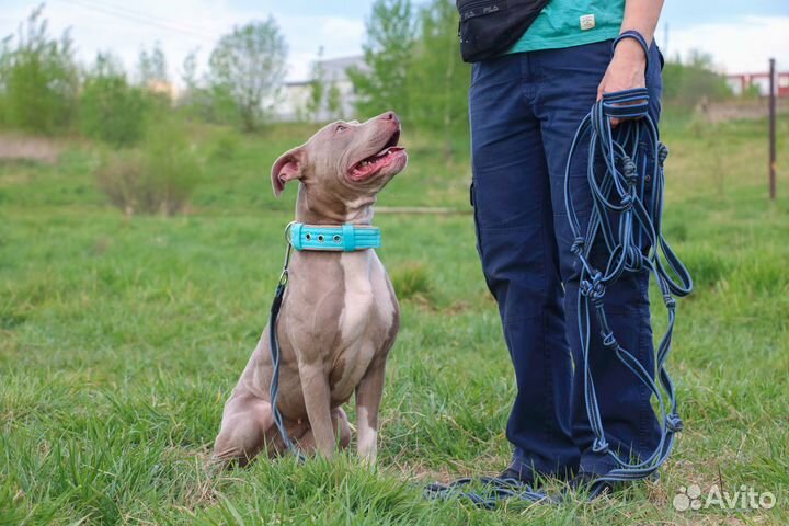 Молоденькая питбулька Торнелия ищет дом
