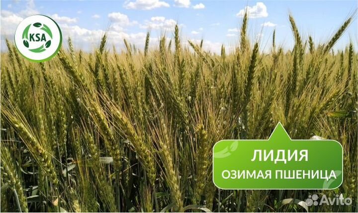 Озимая пшеница 