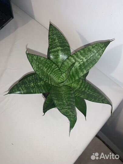 Сансевиерия трехполосная