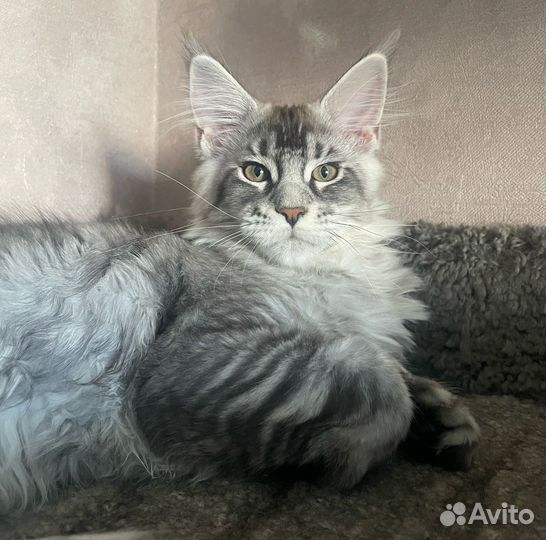 Кошка мейн-кун
