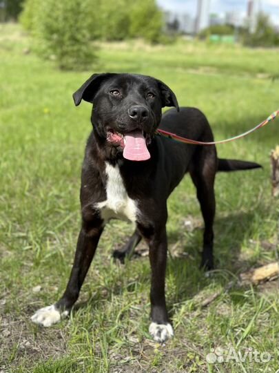 Забавный молоденький пёсик из приюта