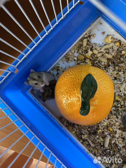 Джунгарский хомяк