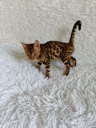 Бенгальская кошка
