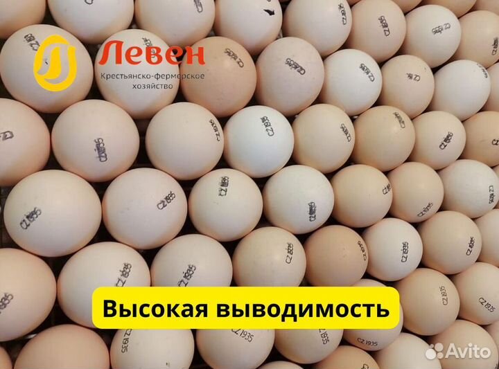 Инкубационное яйцо бройлеров (Европа)