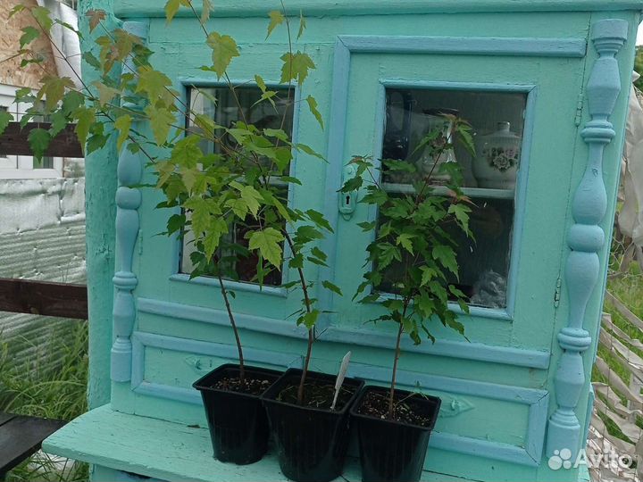 Клён Гиннала