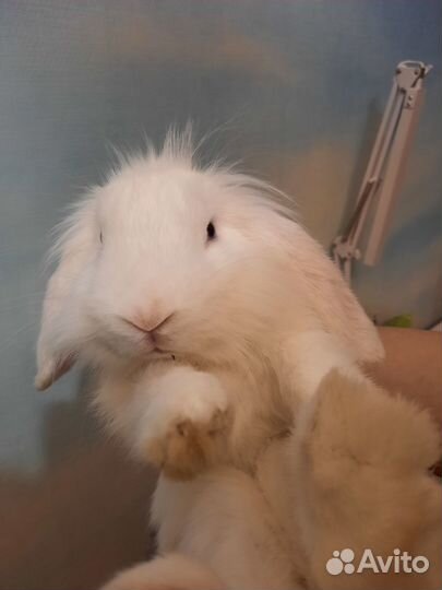 Декоративные кролики вислоухие