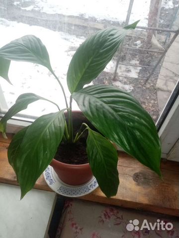 Спатифиллум