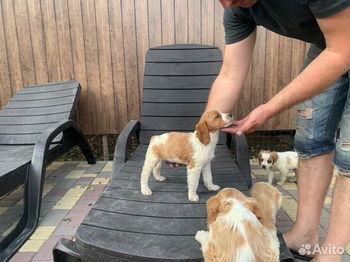 Бретонский эпаньоль щенки