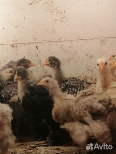 Цыплята Кохинхин, Инкубационное яйцо, Петухи