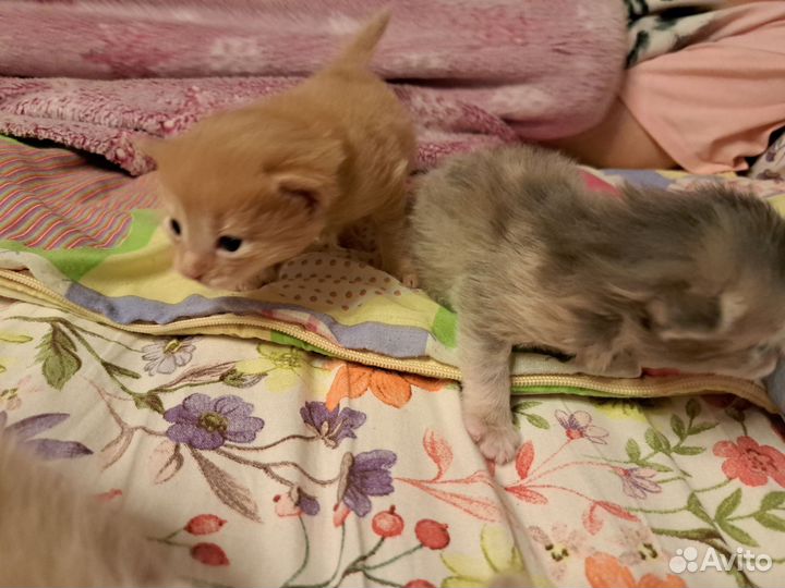 Котята в добрые руки