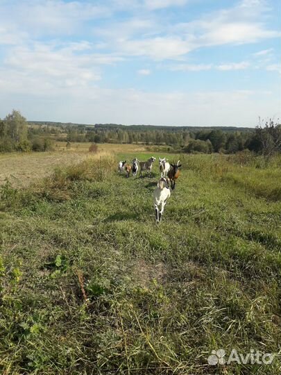 Продам чистопородных коз и козла