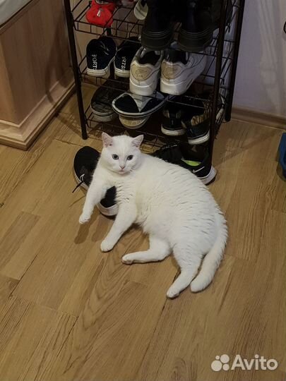Отдам кота в добрые руки