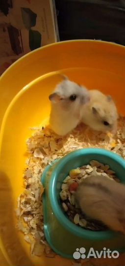 Джунгарский хомяк