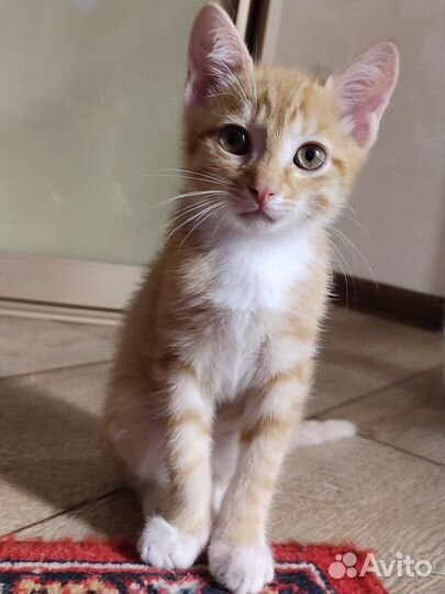 Рыжий котенок мальчик