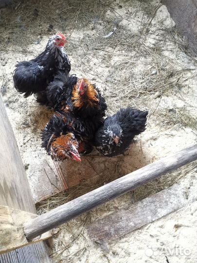 Петушки-миникохи