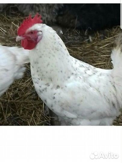 Петухи Пушкинской породы и мини Леггорн В33