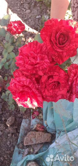 Кустовые розы саженцы