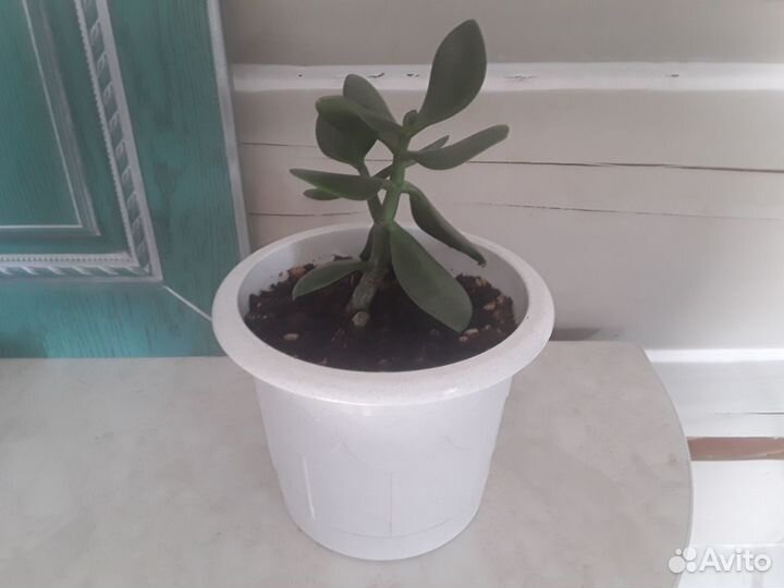 Денежное дерево или толстянка