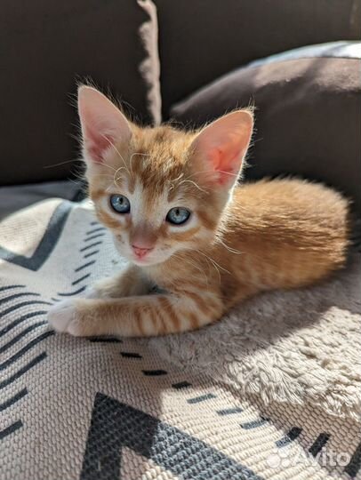 Котята в добрые руки мальчики