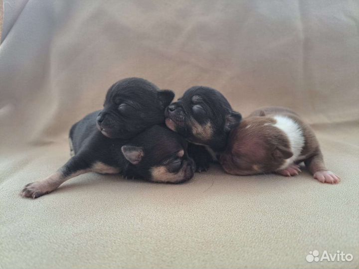 Чихуахуа вязка