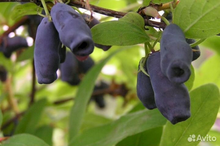 Саженцы жимолости Лакомка