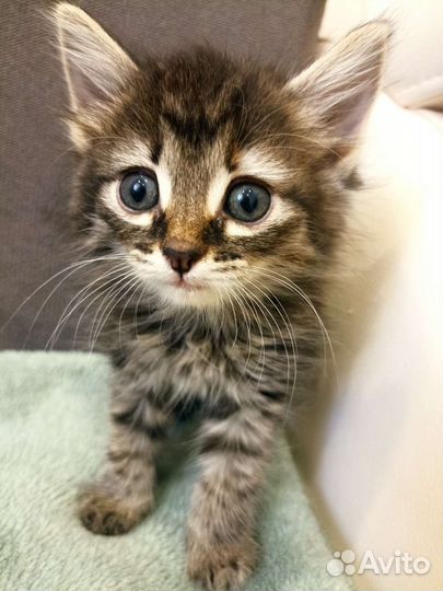 Красивые котята ищут дом