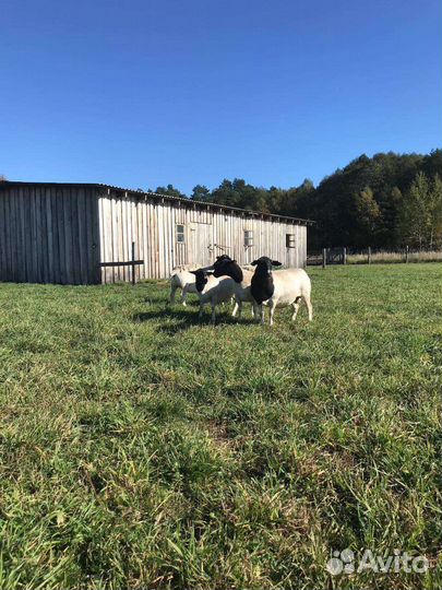 Овцы бараны