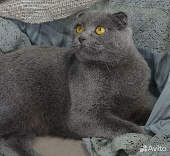 Красавица Мери