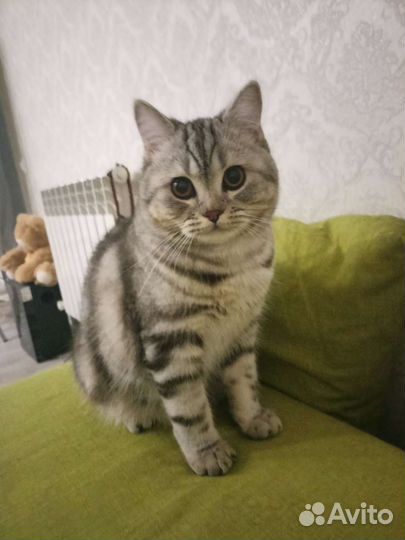 Шотландский кот вязка