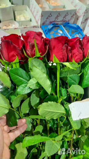 Цветы Розы Оптовая База, Автозавод