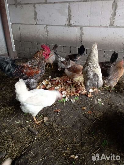 Инкубационное яйцо кур несушек