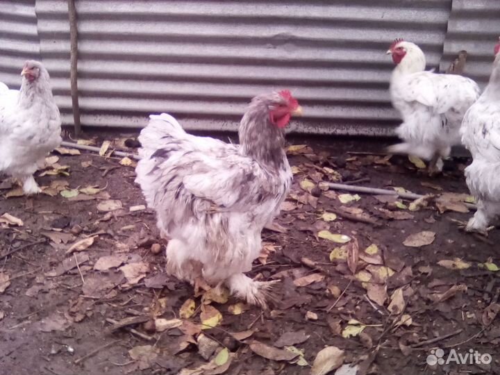 Молодые петухи